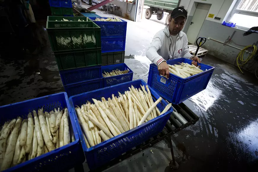 Cum îi așteaptă fermierii germani pe muncitorii români: „Avem nevoie de lucrători cu experiență și îi tratăm corespunzător, pentru că vrem să îi păstrăm”