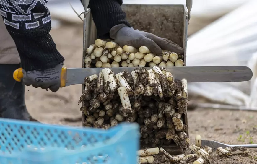 Cum îi așteaptă fermierii germani pe muncitorii români: „Avem nevoie de lucrători cu experiență și îi tratăm corespunzător, pentru că vrem să îi păstrăm”