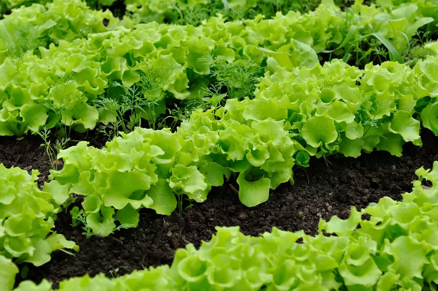 When and how to plant lettuce