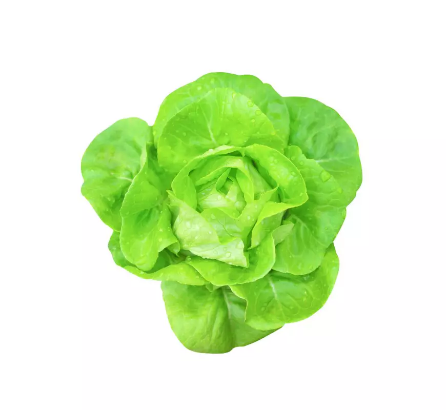 lettuce or green garden salad