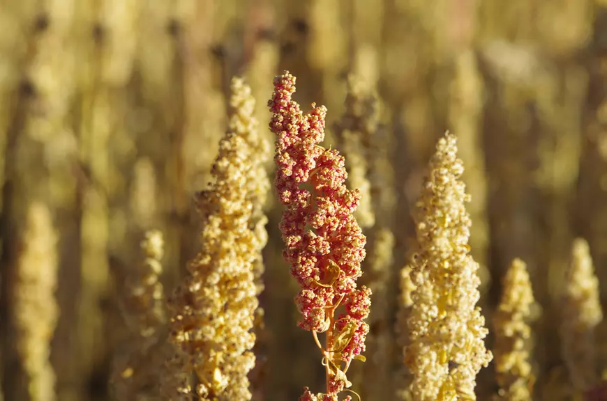 Planta de quinoa