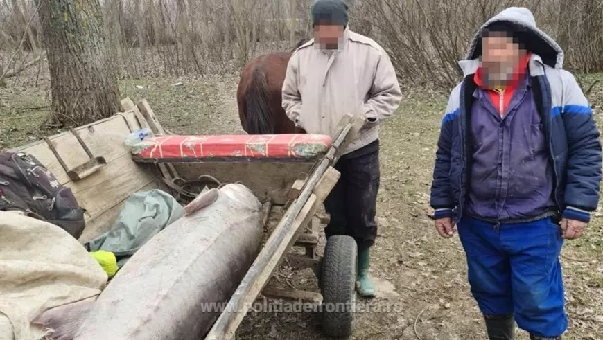 Un morun de 140 de kilograme, prins de pescari, a fost eliberat în Dunăre de polițiștii tulceni
