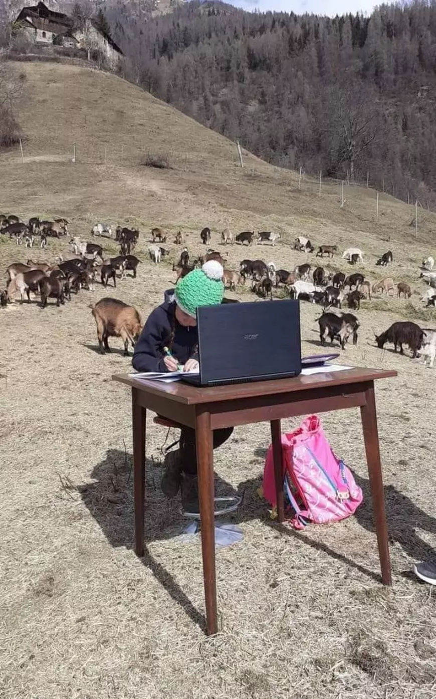 Școală online printre capre. O fetiță de 10 ani face lecții în munți, lângă turma tatălui ei