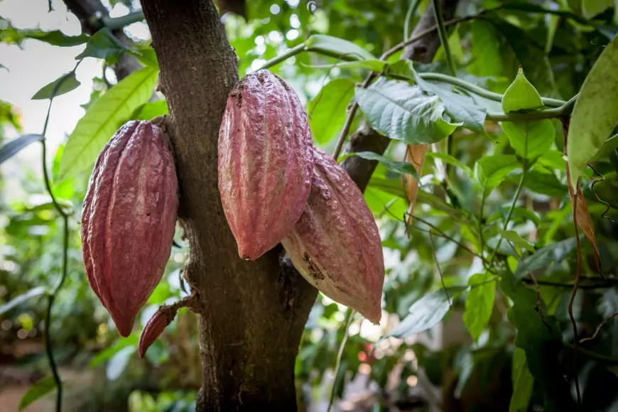 Arbore de cacao