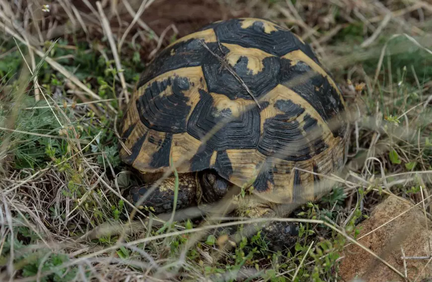 Guvernul reacționează la cariera de granit din Munții Măcin: „nu e mină”, ci „activitate tradițională”