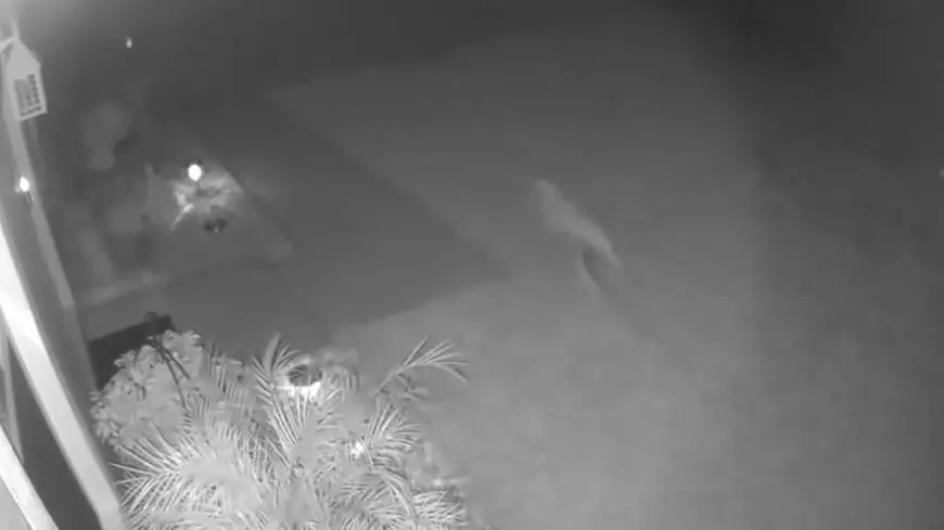 O americană susține că un pui de dinozaur i-a trecut prin curte. „Poate m-am uitat de prea multe ori la Jurassic Park”