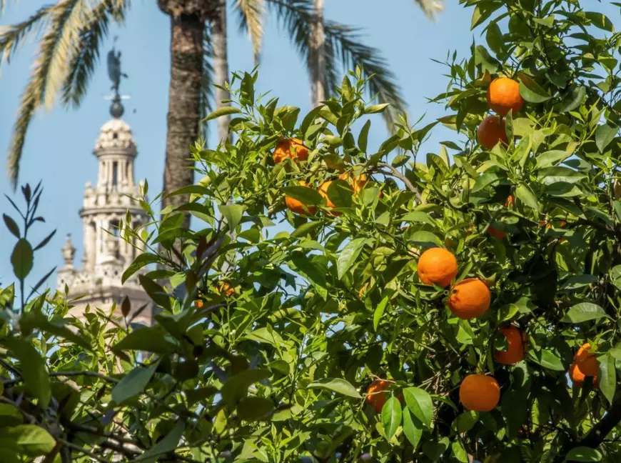 Portocalele producătoare de electricitate. Sevilla are un nou plan pentru cei 48.000 de portocali de pe străzile orașului