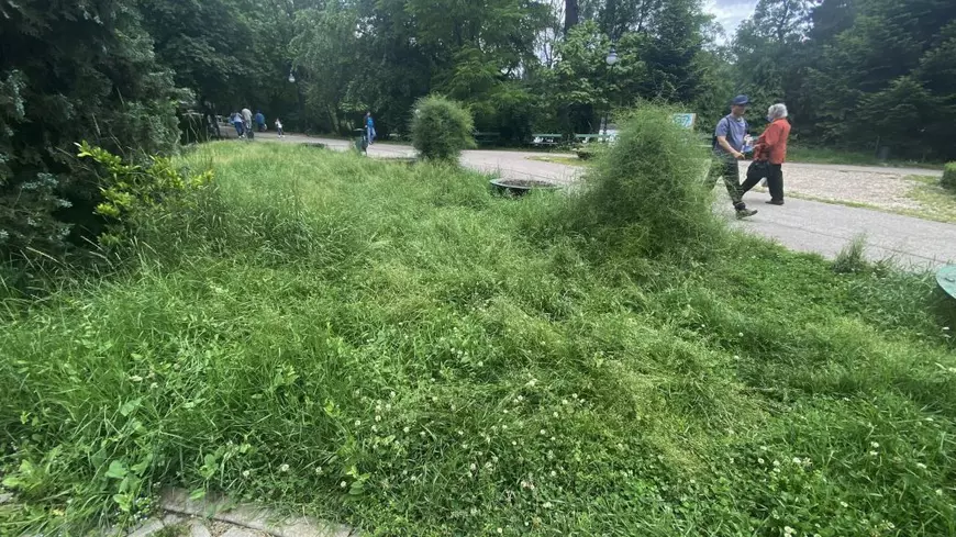 Jungla Cișmigiu unde buruienile au peste un metru înălțime. Dacă Primăria Capitalei nu face nimic, voluntarii intervin
