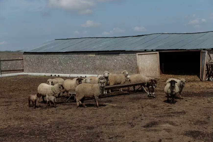 Cum se face justiția într-o comună izolată din Deltă. Cazul unui tânăr bătut cu bestialitate de alți doi: „O lună a mâncat cu paiul”