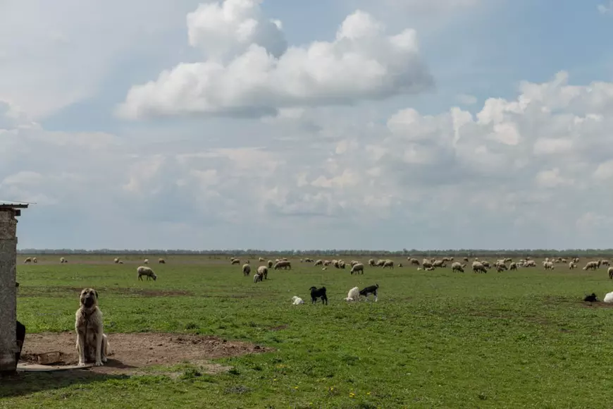 Cum se face justiția într-o comună izolată din Deltă. Cazul unui tânăr bătut cu bestialitate de alți doi: „O lună a mâncat cu paiul”