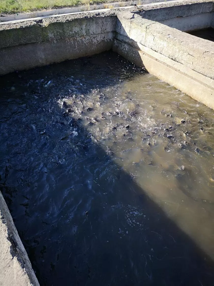 Cum arată ferma cu somn african deținută de omul de afaceri mort în explozia din Arad