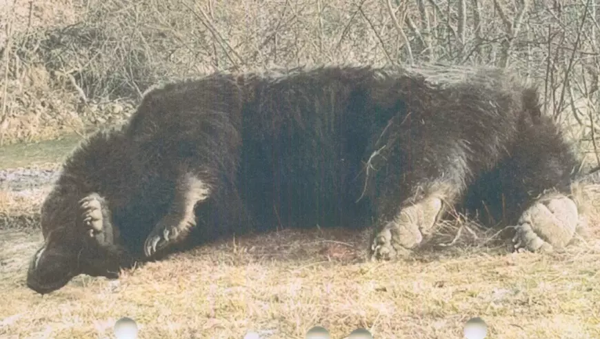 Organizație ecologistă: Un prinț din Austria l-a împușcat pe Arthur, cel mai mare urs din România, într-o zonă protejată din Covasna﻿