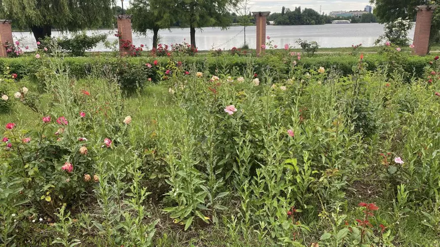 Degradarea continuă în parcurile din București. Insula Trandafirilor din Herăstrău, înghițită de buruieni