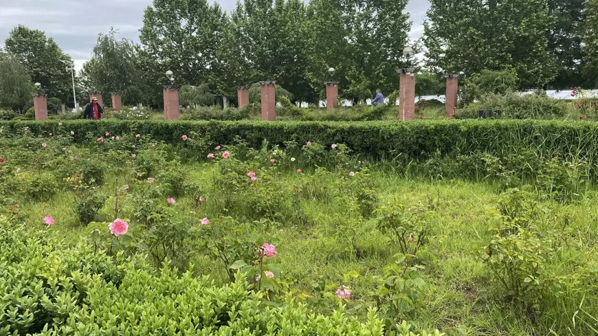 Degradarea continuă în parcurile din București. Insula Trandafirilor din Herăstrău, înghițită de buruieni