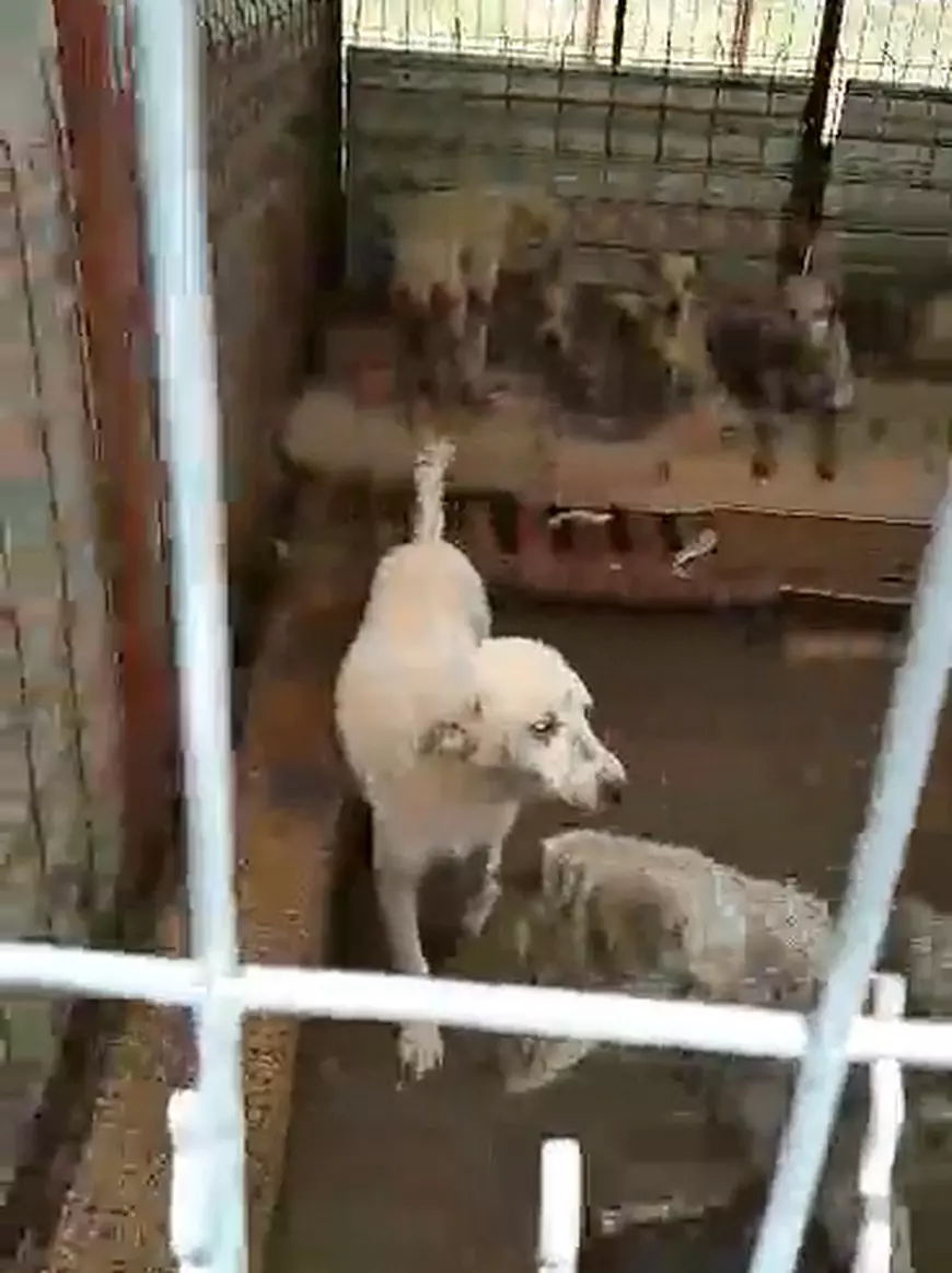 Trupele speciale au pătruns ca să prindă sute de câini şi pisici în Amzacea, dar autoritățile nu lămuresc unde le-au dus