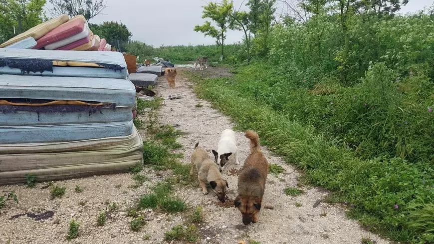 Trupele speciale au pătruns ca să prindă sute de câini şi pisici în Amzacea, dar autoritățile nu lămuresc unde le-au dus