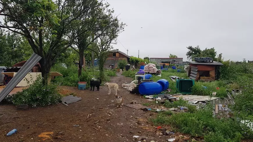 Trupele speciale au pătruns ca să prindă sute de câini şi pisici în Amzacea, dar autoritățile nu lămuresc unde le-au dus