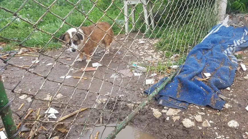 Trupele speciale au pătruns ca să prindă sute de câini şi pisici în Amzacea, dar autoritățile nu lămuresc unde le-au dus