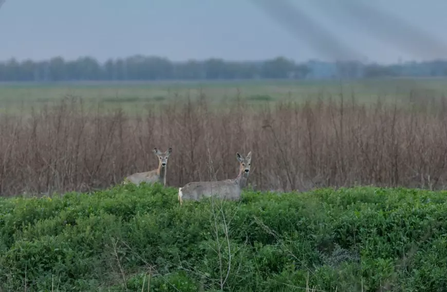 Safari pe unul dintre cele mai proaste drumuri din România: Tulcea - Chilia Veche. Căprioare, vulpi, șacali și un milion de gropi