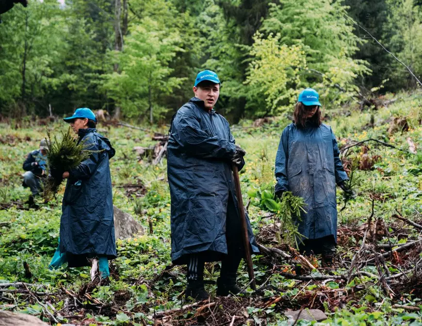 (Publicitate) Apa Bucovina - trei mii de brăduți plantați