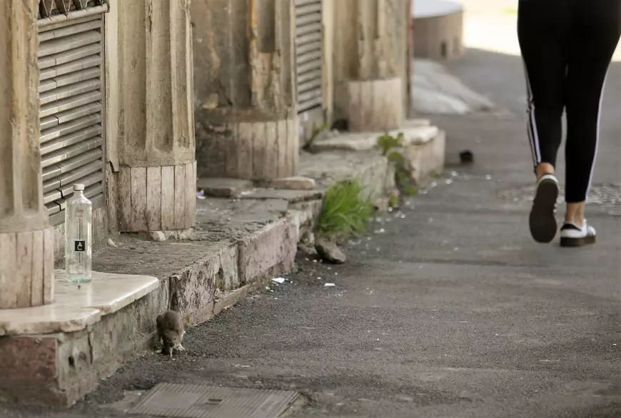 „Războiul șobolanilor” pe străzile din București. Nicio deratizare de șase luni. Ce promite Nicușor Dan