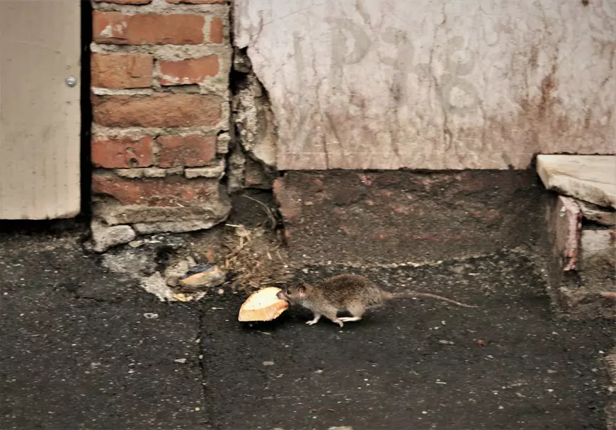 „Războiul șobolanilor” pe străzile din București. Nicio deratizare de șase luni. Ce promite Nicușor Dan