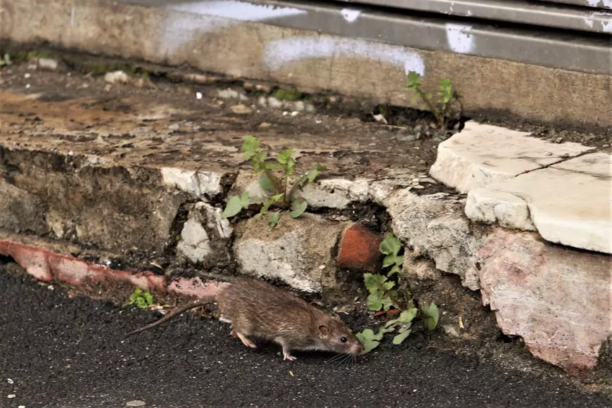 „Războiul șobolanilor” pe străzile din București. Nicio deratizare de șase luni. Ce promite Nicușor Dan