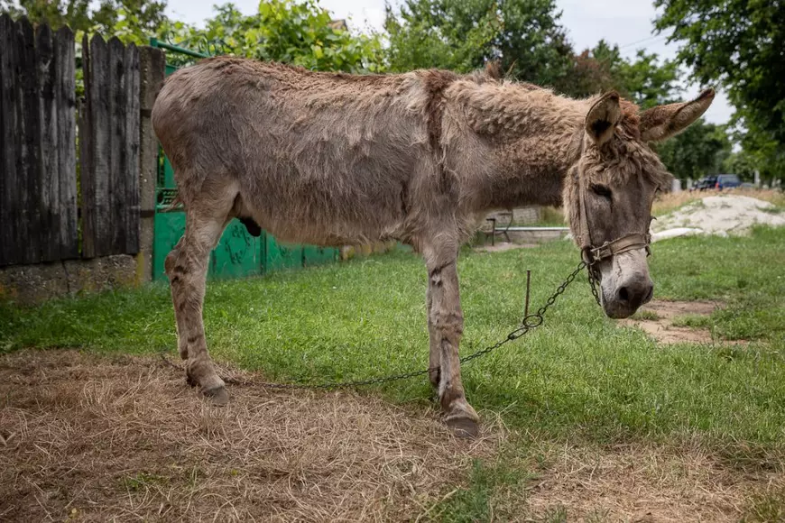 Miza alegerilor PSD-PNL la votul de duminică din Deveselu: „Să le băgăm, dracu’, gaze, că i-am minţit prea mult”