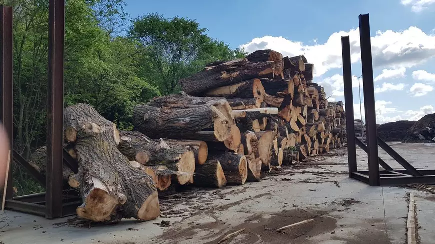 Cazul Kronospan. Cum protejează Ministerul Mediului cetățenii români de poluarea produsă de marii jucători din industria lemnului