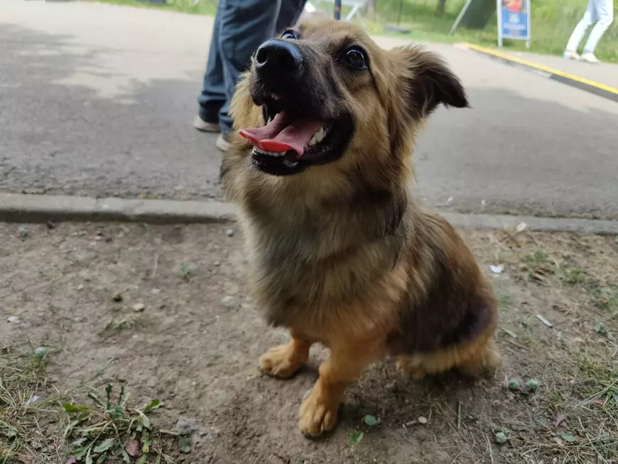 Târg de adopții de câini, în Parcul Izvor din București