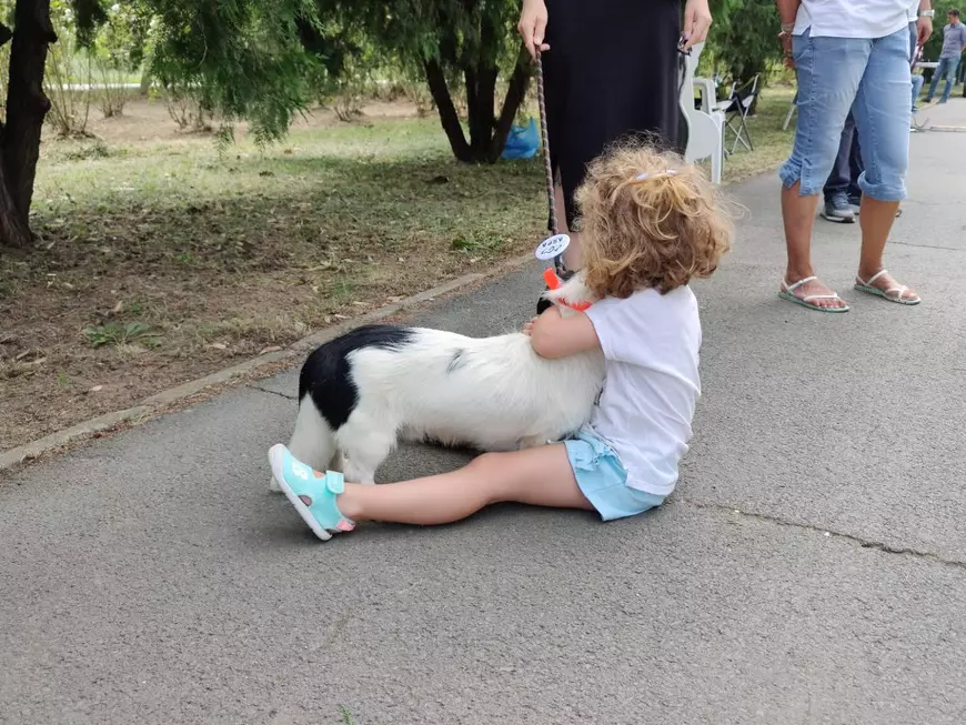 Târg de adopții de câini, în Parcul Izvor din București