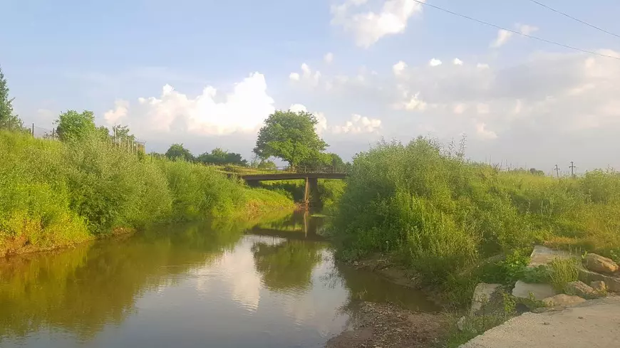 Dansând cu urșii. Cum s-au dat derogări pe fondurile cinegetice gestionate de președintele CA Romsilva și de un fost șef al vămilor