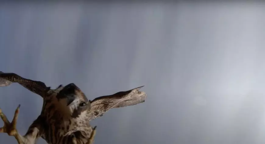 Filmare spectaculoasă. Atacul unui șoim asupra unei drone, surprins de camera montată pe dispozitivul de zbor