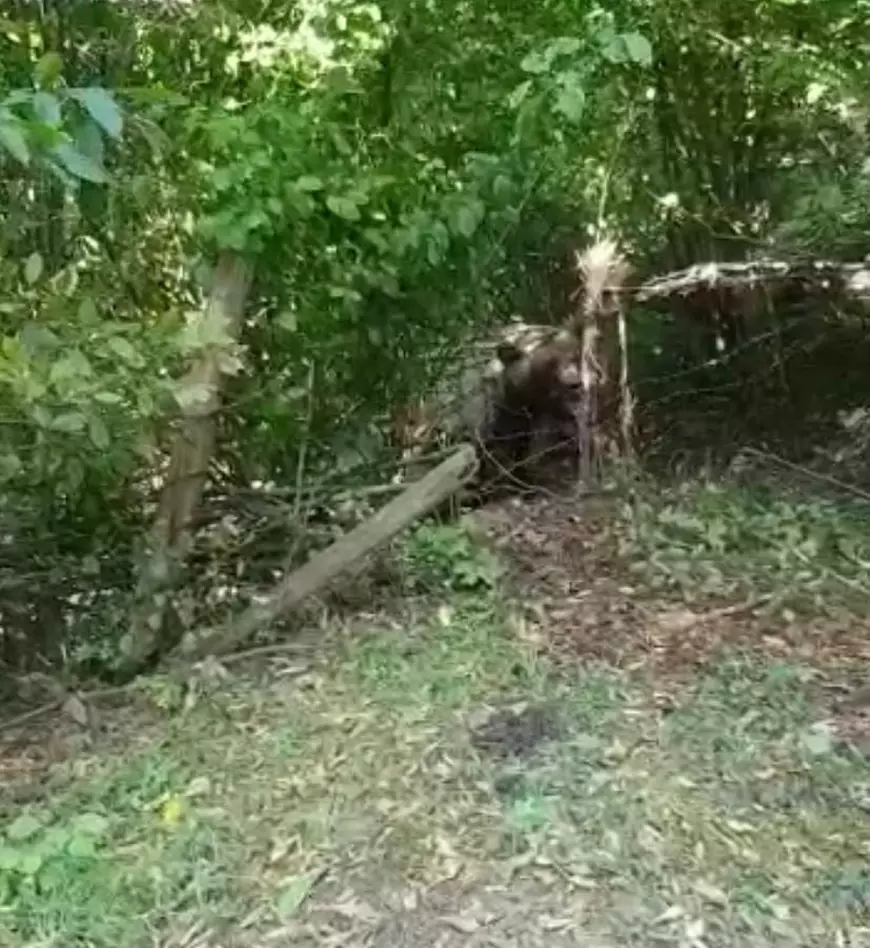 Urs de 300 de kilograme, blocat într-un gard de sârmă, în comuna nemțeană Bicaz-Chei. Primar: „E periculos, nu știu ce să facem”