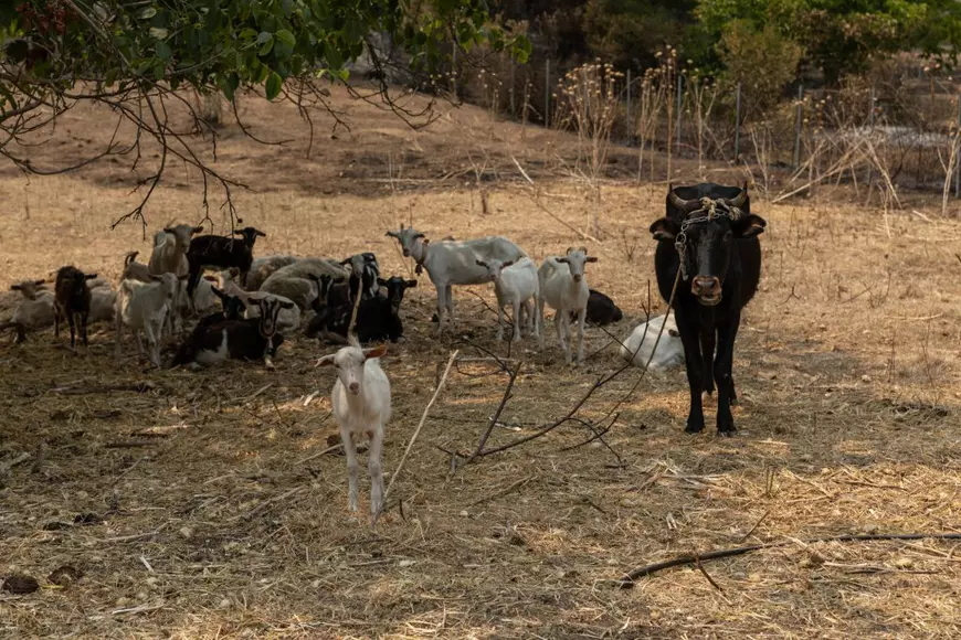 „Nu ne temem, că n-a mai rămas nimic de ars”. Efectele încălzirii globale au triplat incendiile, în ultimii ani, în Grecia