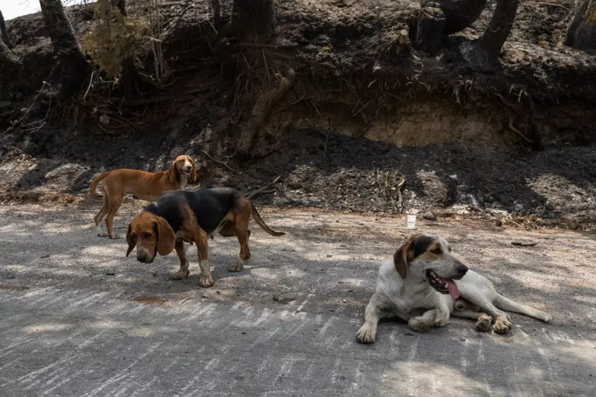 Tragedia greacă, în 14 scene impresionante. Ce a rămas în urma incendiilor care au devastat Insula Evia, unde acționează pompierii români