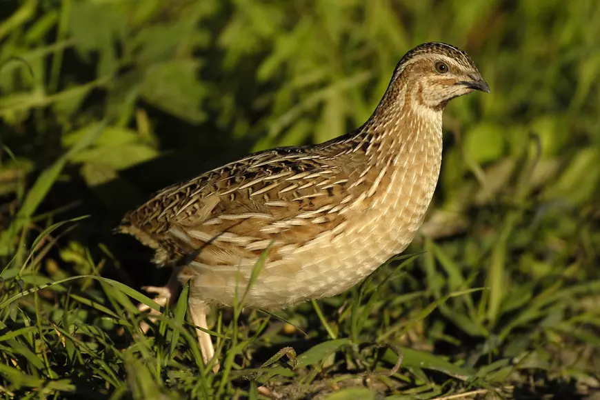 Prepeliţa - curiozități și lucruri uimitoare. Beneficii ale ouălor de prepeliță