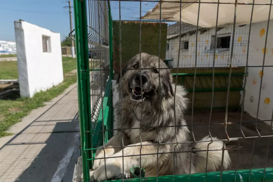 Aproape 1.000 de câini se află în cele trei adăposturi ASPA, Mihăilești, Bragadiru și Pallady