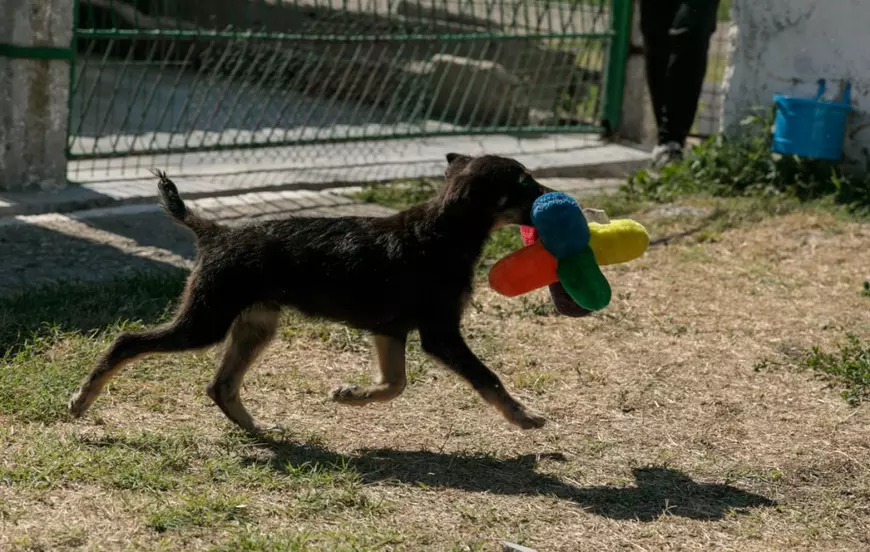 Un câine din adăpostul ASPA se joacă în țarcul special