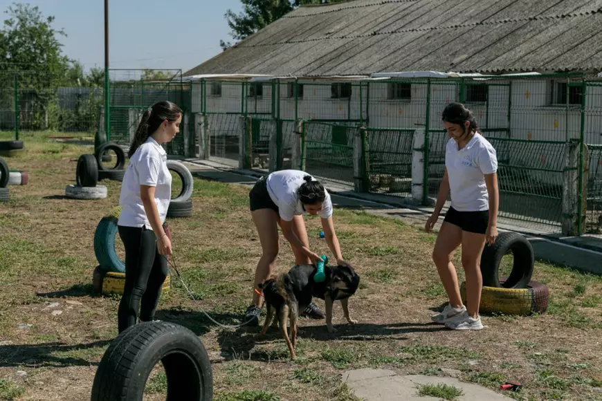 „Îi oferi o viață, iar când crește, îl arunci pe stradă. Ăsta este egoism”. Patru studenți din Turcia au grijă de câinii abandonați din București