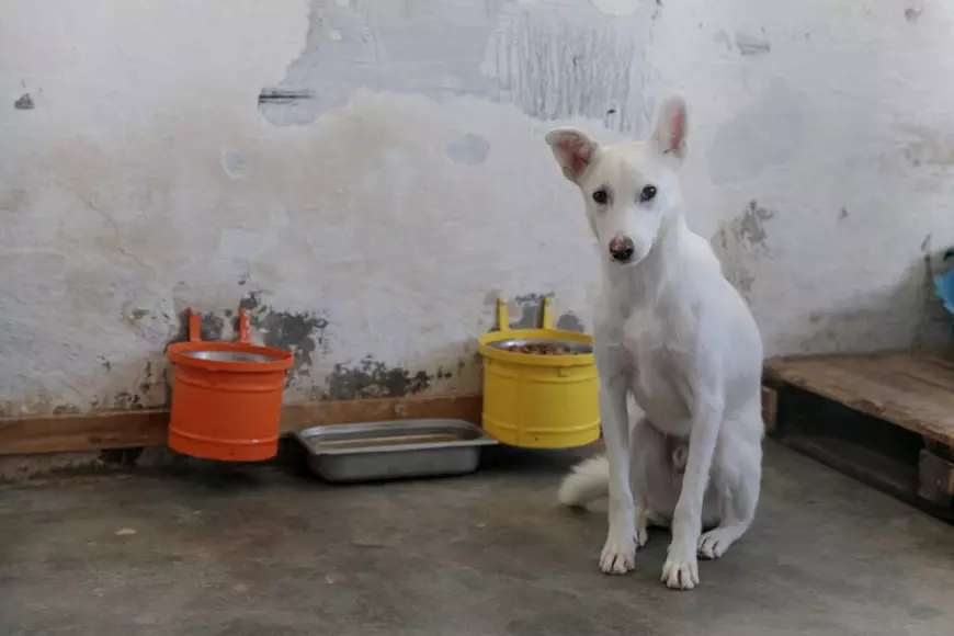 „Îi oferi o viață, iar când crește, îl arunci pe stradă. Ăsta este egoism”. Patru studenți din Turcia au grijă de câinii abandonați din București