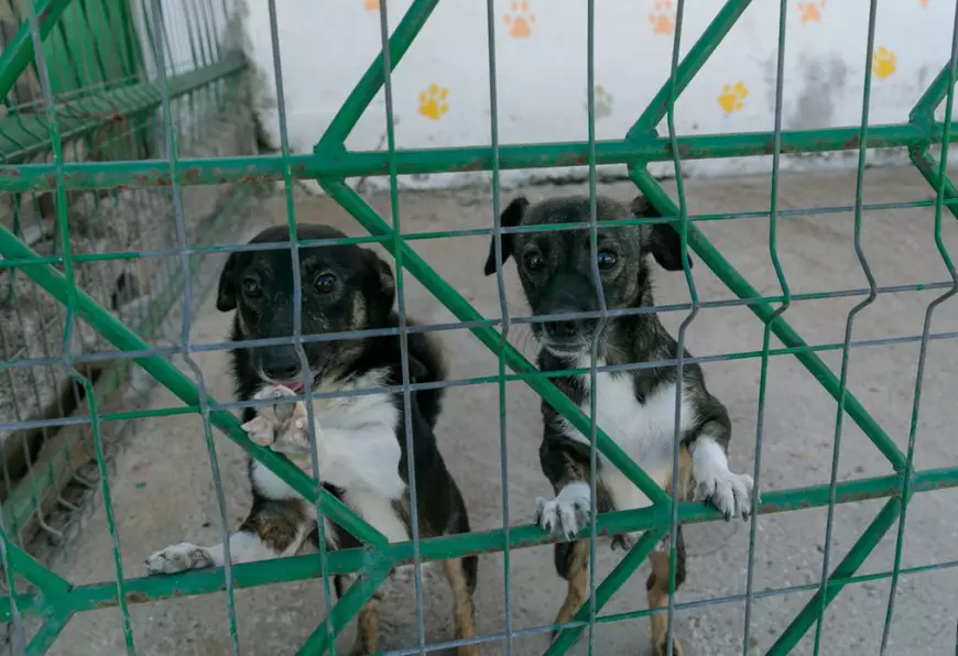 „Îi oferi o viață, iar când crește, îl arunci pe stradă. Ăsta este egoism”. Patru studenți din Turcia au grijă de câinii abandonați din București