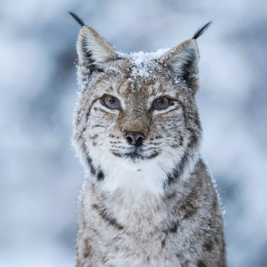 Cum au reușit doi pasionați de natură să facă singuri documentarul „România sălbatică”. „Am surprins scene care i-au uimit și pe biologi”