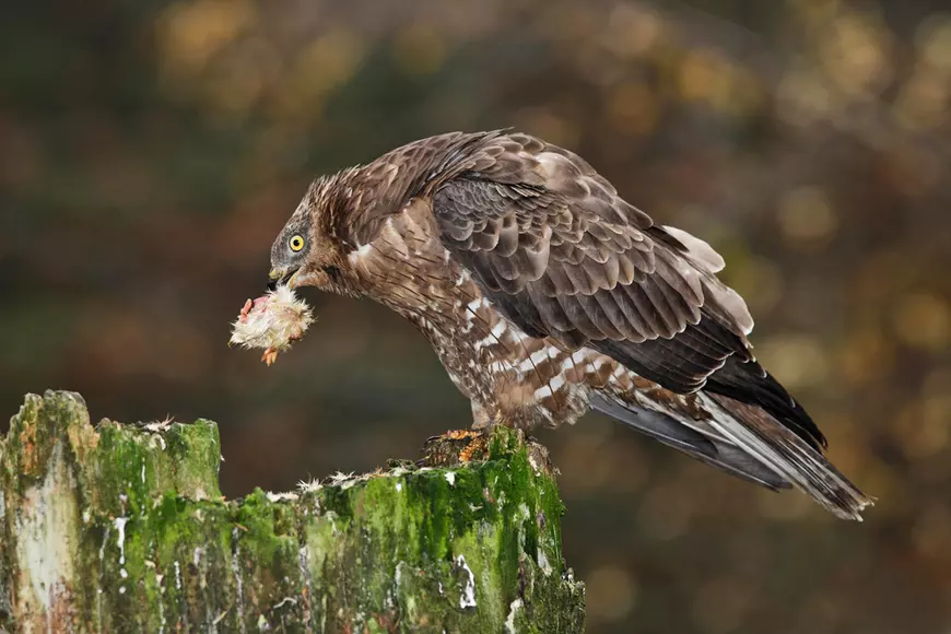 Ce mănâncă pasărea viepsar