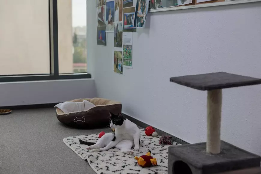 Consiliul Județean Ilfov este instituție pet friendly: angajații sunt încurajați să-și aducă la muncă animalele de companie