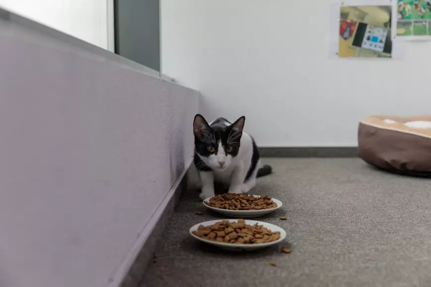 Hilda și Missi au impresia că întregul birou le aparține