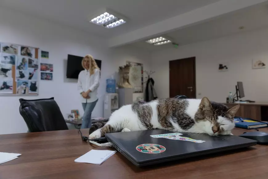 Lui Diego îi place să doarmă pe birou