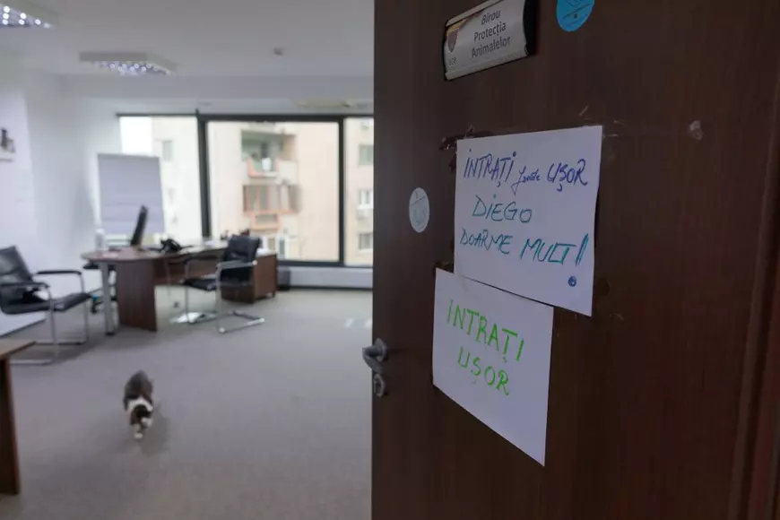 Oamenii trebuie să intre încet în birou ca să nu-l trezească pe motanul Diego