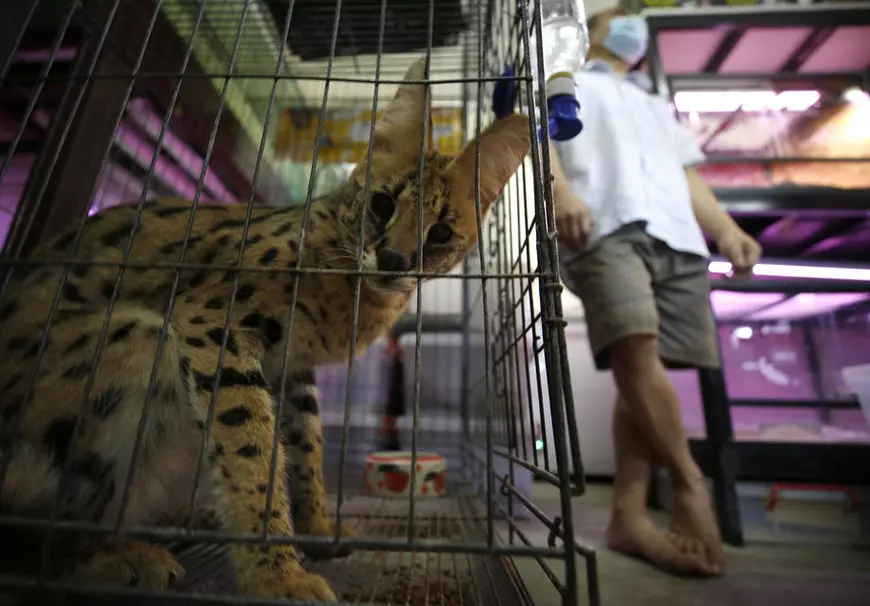 „Ajutor, este un leopard în grădină!”, apelul disperat la urgență al unui german. Ce animal era de fapt