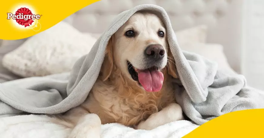 Top mituri despre hrana pentru câini